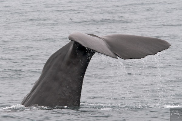 New Zealand 09 10  152